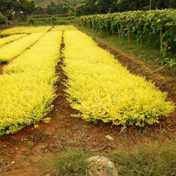 焦购金禾女贞小苗金冠女贞苗木道路绿化色块基地量大价优