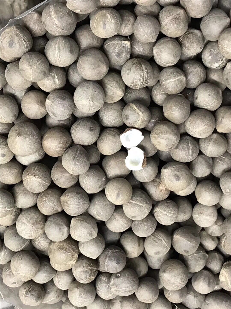 一德路海味 海椰王 干货野生小椰子滋补品500g