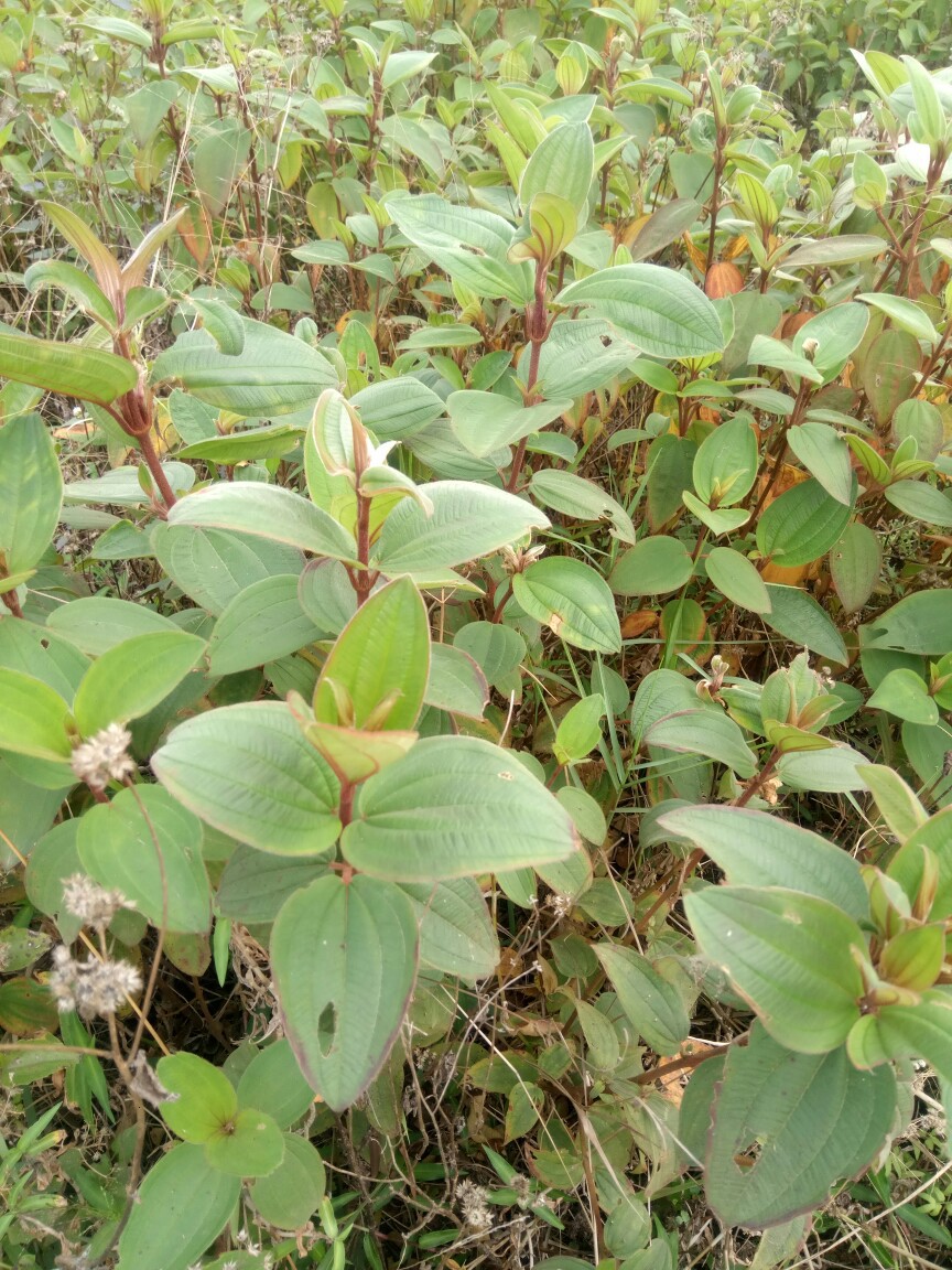 天然野生中草药