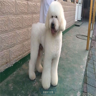 纯种巨型贵宾犬幼犬棕色巨贵宠物狗狗泰迪犬超大型犬巨贵犬活体