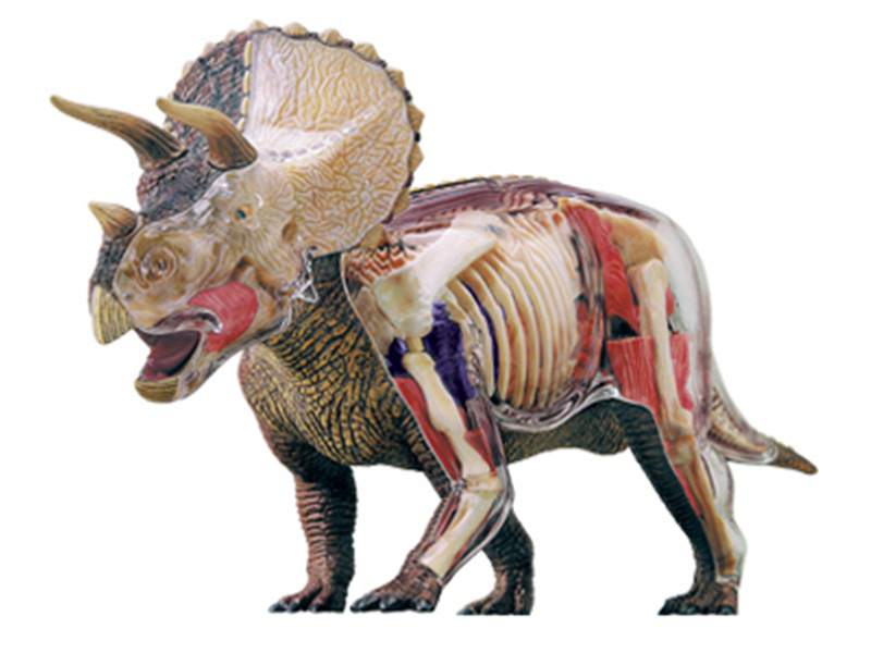 4d master 益智拼装玩具动物恐龙大三角龙器官解剖医学用教学模型