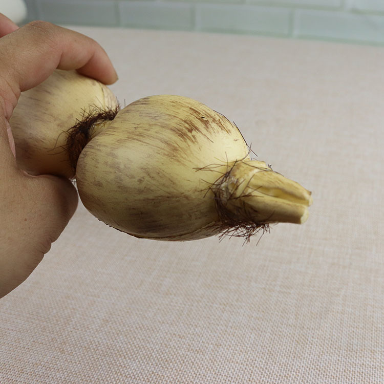 仿真藕 蔬菜 仿真莲藕 假莲藕装饰摆设道具莲藕超高仿真莲藕玩具