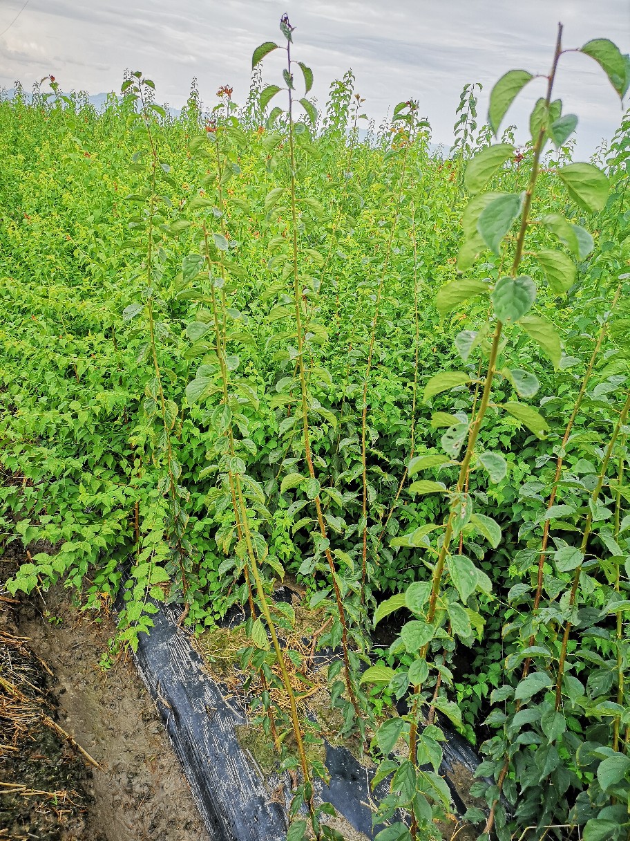 看看我今年青梅苗