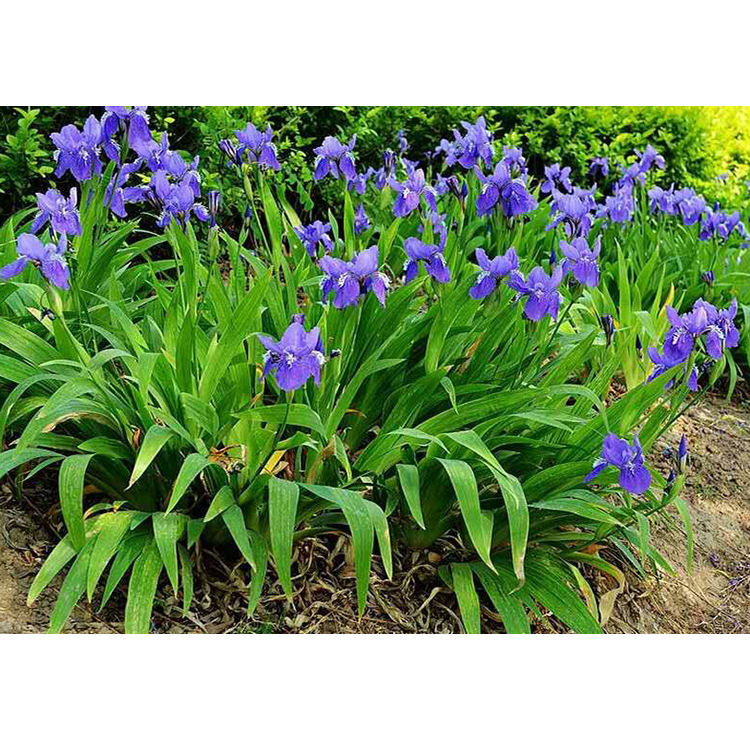 鸢尾湖南产地批发庭院绿化草本地被花卉蓝花鸢尾 又名蓝蝴蝶