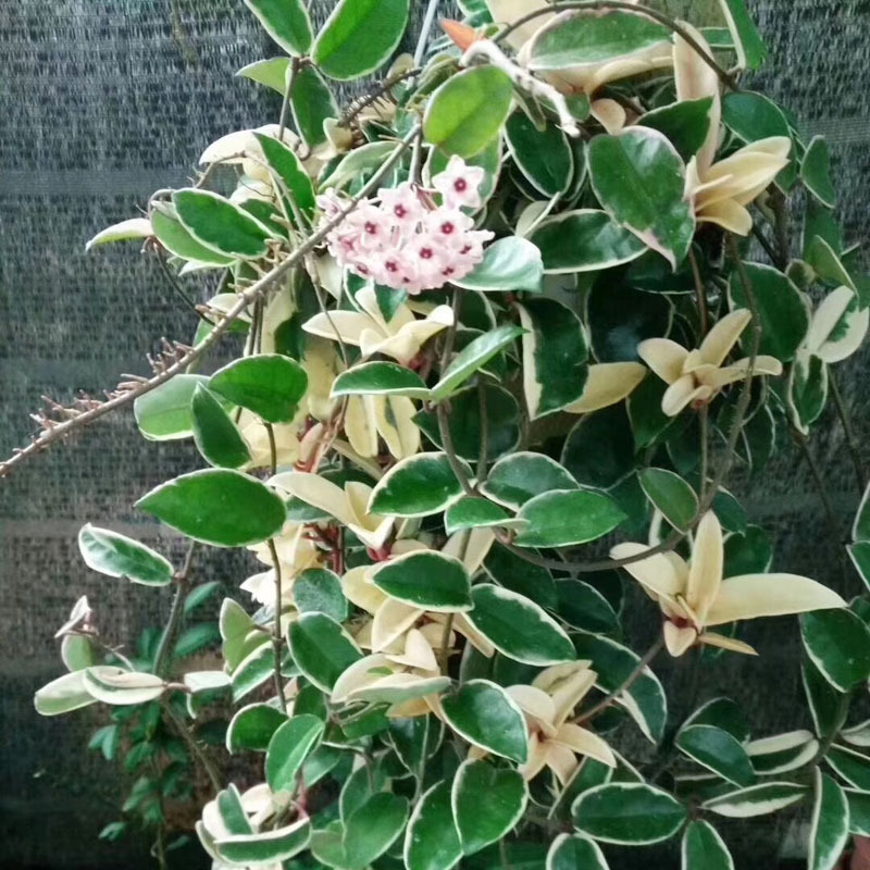 【基地直供】小盆栽 仙人掌多肉植物盆景室内植物 110#三色球兰