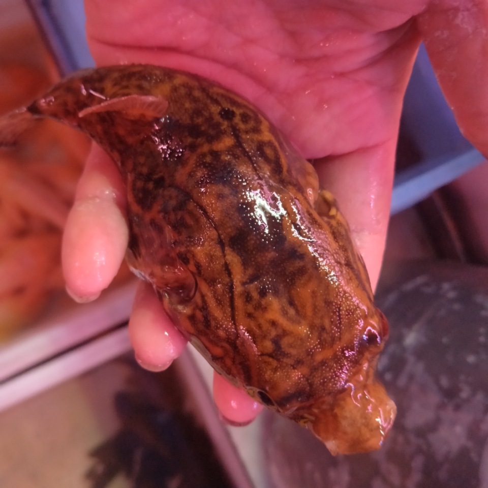 麒麟狗头 珍珠狗头鱼 淡水河豚鱼 观赏鱼 热带鱼