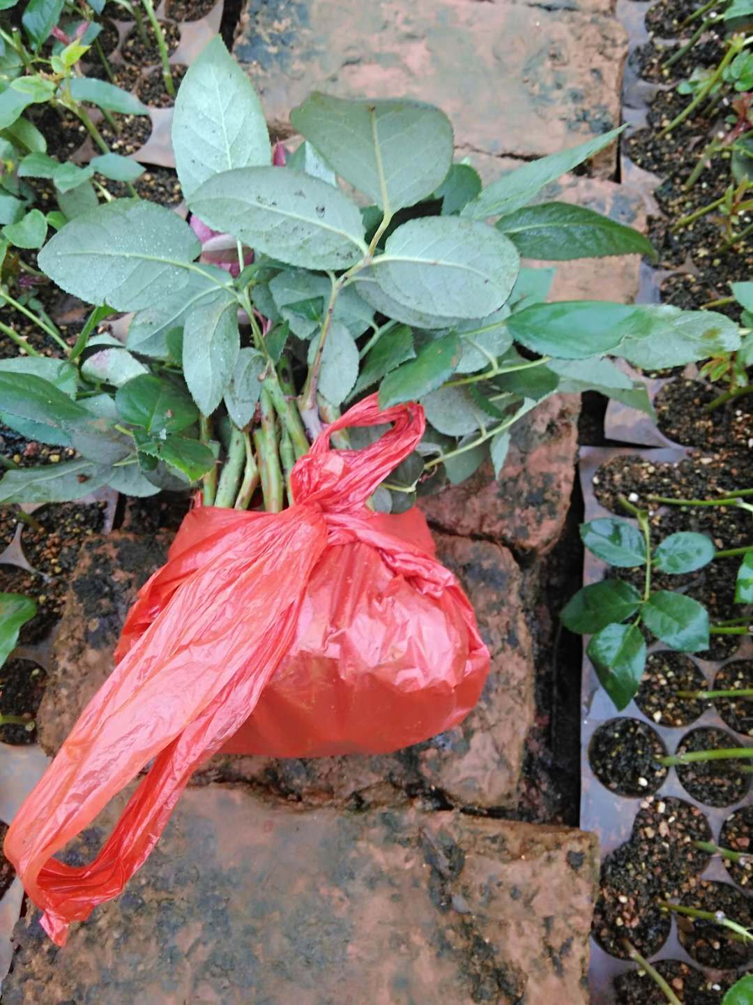 批发食用玫瑰月季种苗鲜切喜阳滇红莫红金边可食用玫瑰月季花种苗
