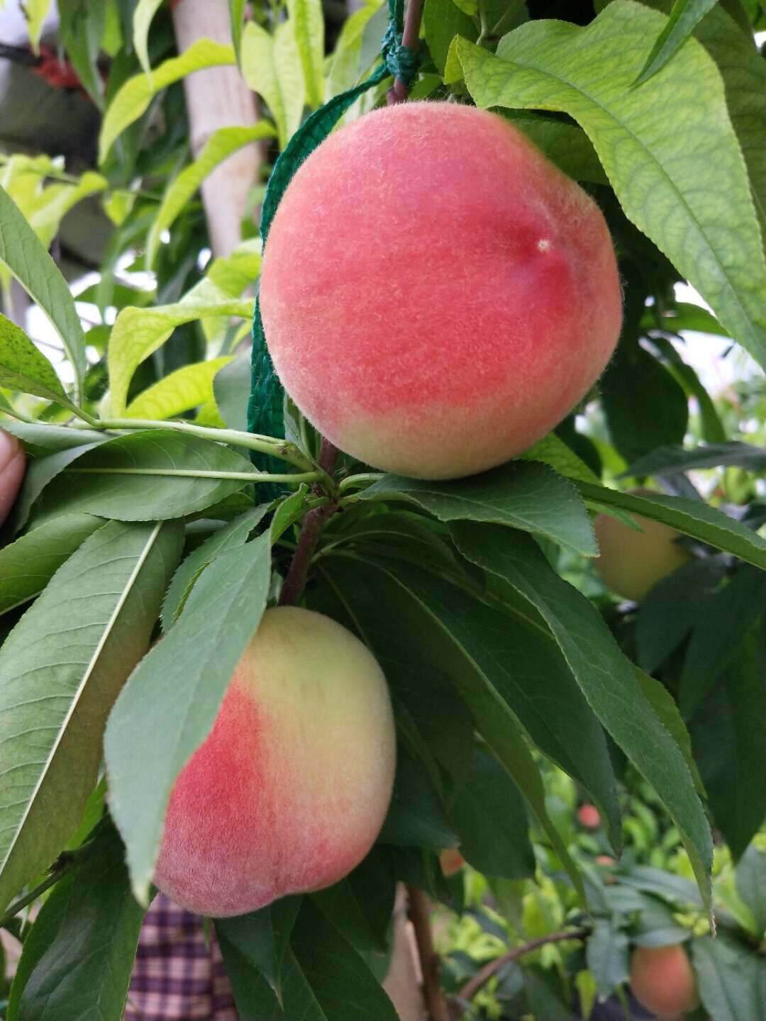 桃子-果园采摘大水蜜桃3斤9个桃左右江苏熟透可撕皮吃新鲜水果一件