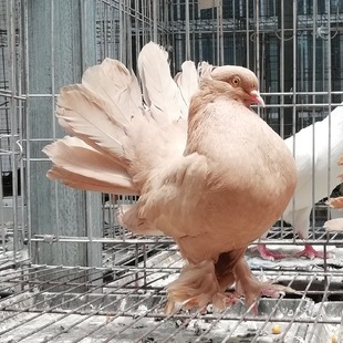 马甲凤尾鸽子
