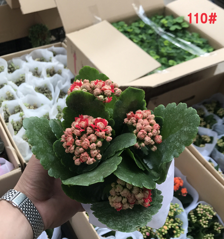 广州基地直销 长寿花 圆叶玫瑰红 多肉类 室内植物 花卉盆栽