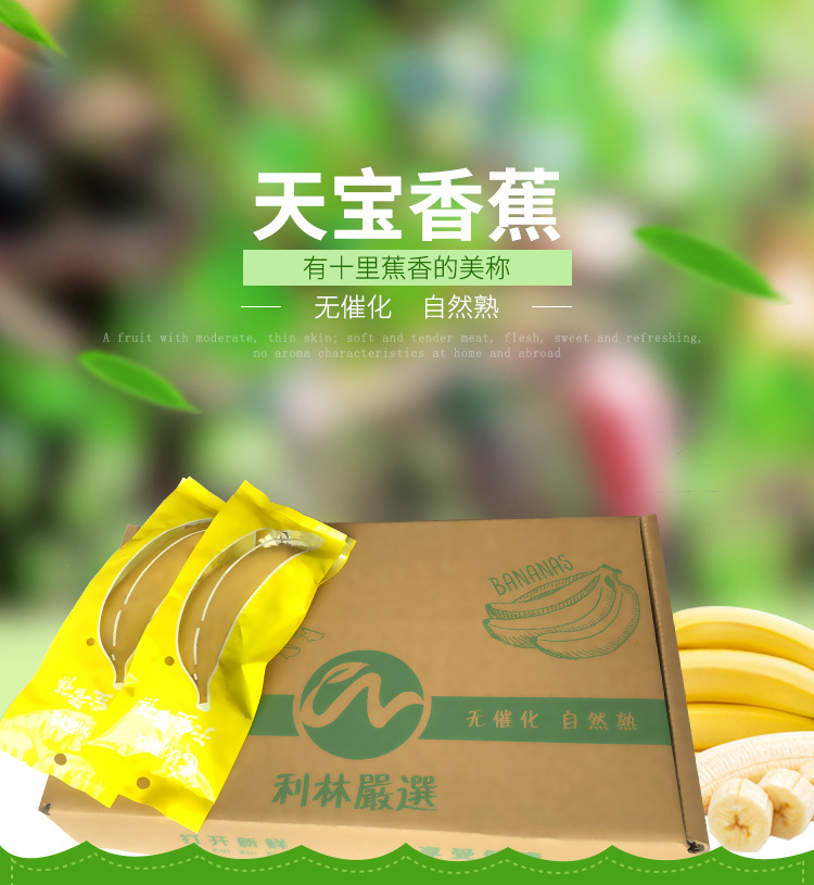 供应新鲜水果天宝香蕉单根礼盒无催化自然熟高山种