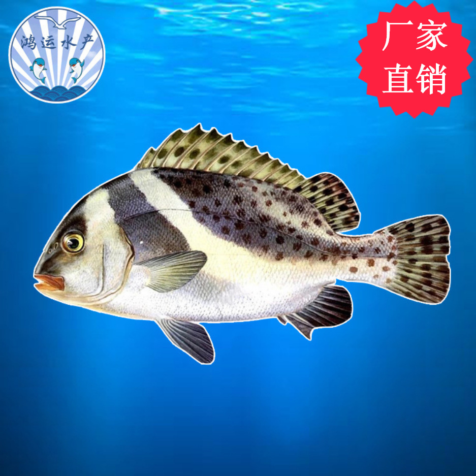 海水养殖软唇海鲜鲜活鱼类厂家直销广东花尾胡椒鲷假包公水产批发