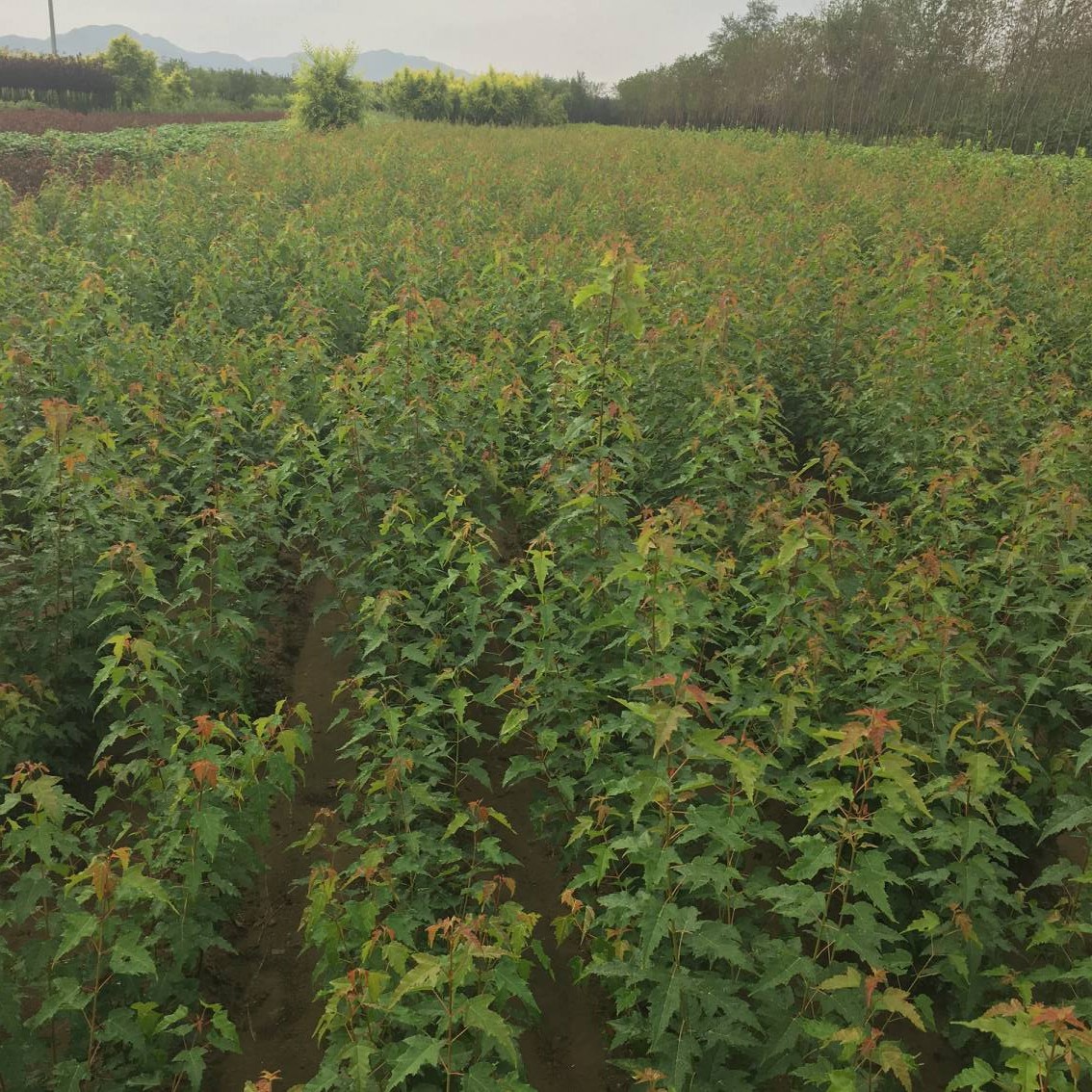 东北辽宁春季直销绿化苗丛生茶条槭三角枫大树小苗