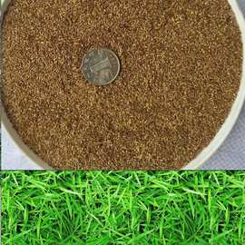 台湾草马尼拉草种日本结缕草 包衣狗牙根草坪种子 矮生百慕大草籽