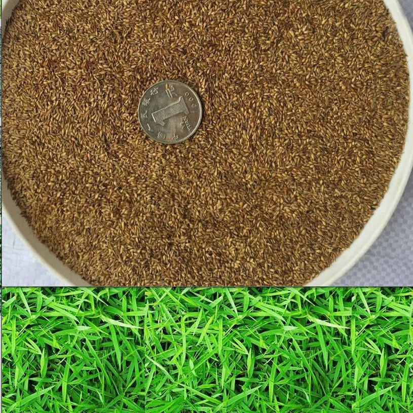 采购2022冬青州基地大量供应宿根花卉鼠尾草鼠尾草小苗鼠尾草的价格