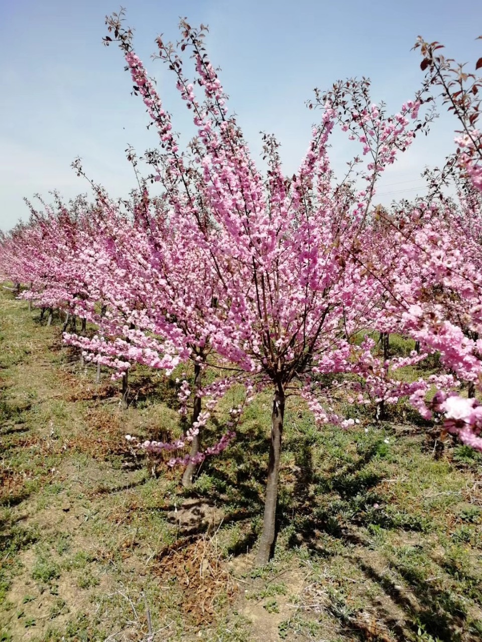 榆叶梅 京梅 红叶榆叶梅批发 红叶榆叶梅小苗 杯苗大全