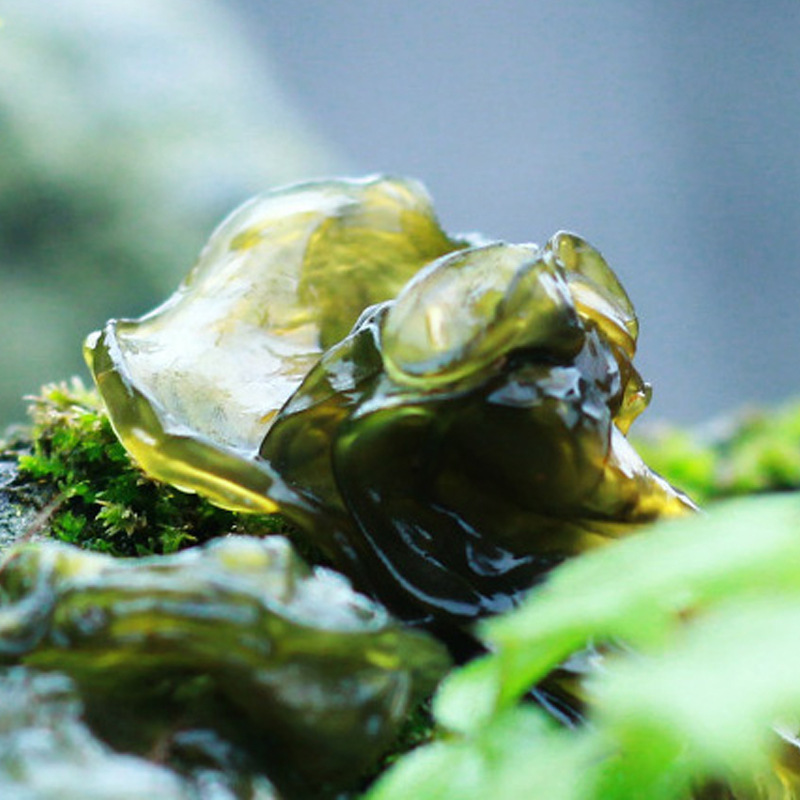 新鲜地木耳 特色包食材私农家菜农家地皮菜 农家木耳爽口下饭菜