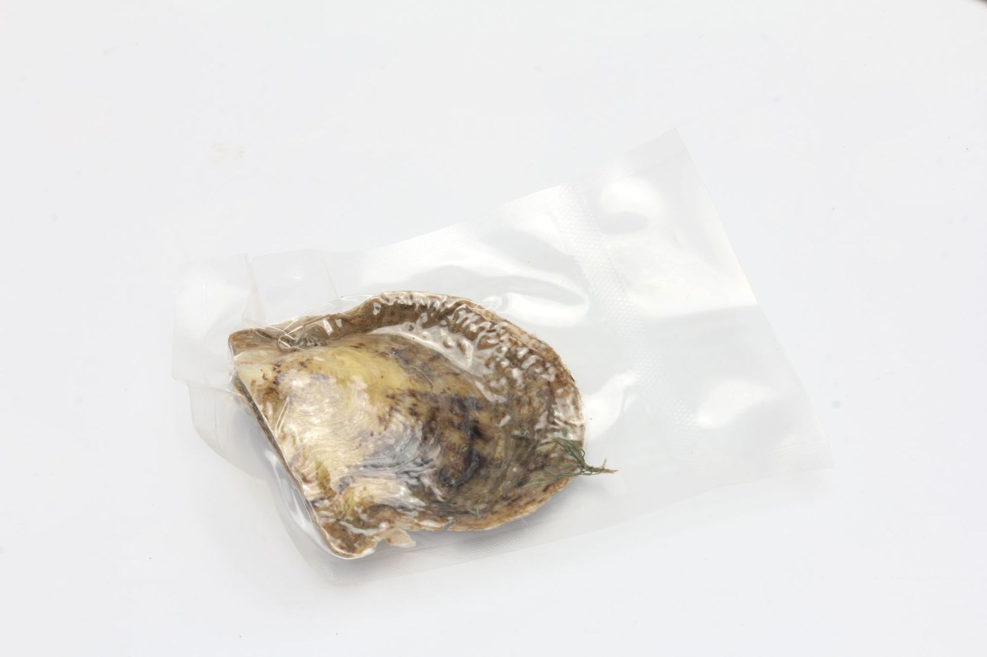 七彩25色多色染色圆珠形珍珠 海水珍珠河蚌 真空包装