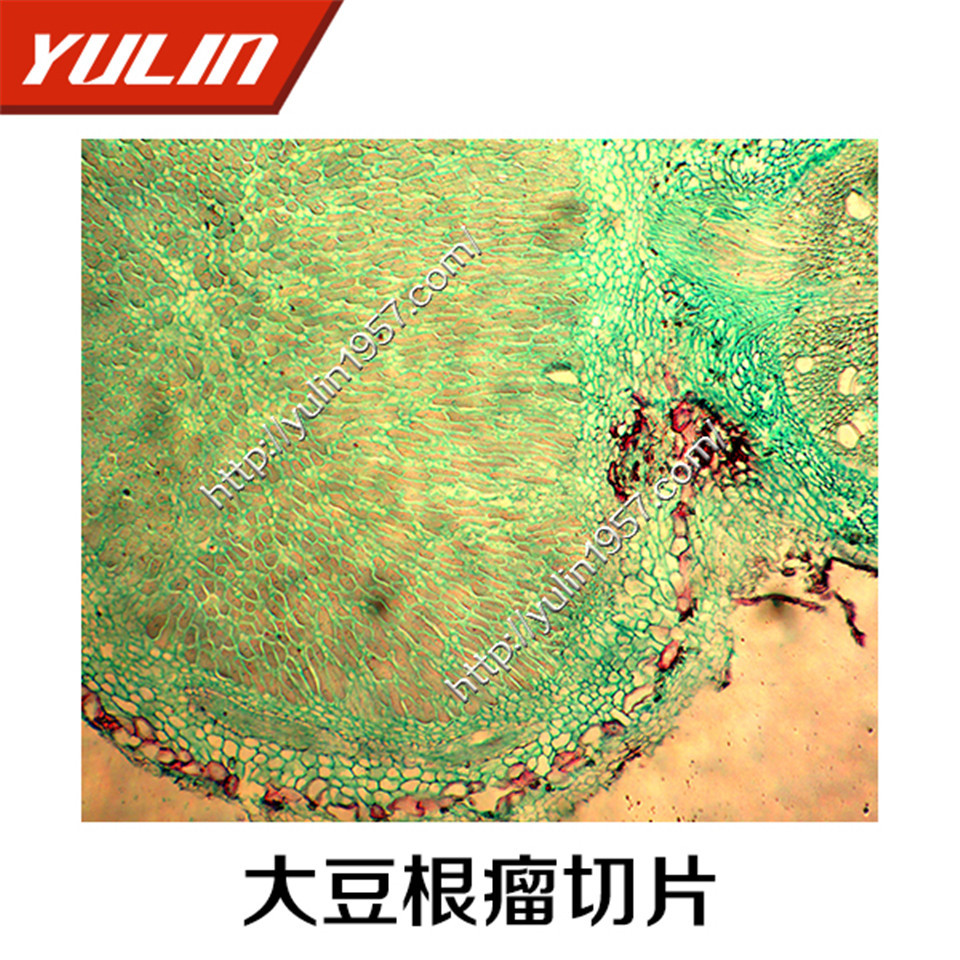 教学玻片 大豆根瘤切片 生物显微镜实验切片 教学仪器 植物切片