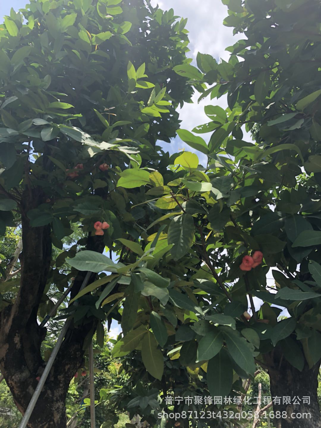 揭阳洋蒲桃产地 莲雾基地.无花果果园持续热卖.果实充满.进口