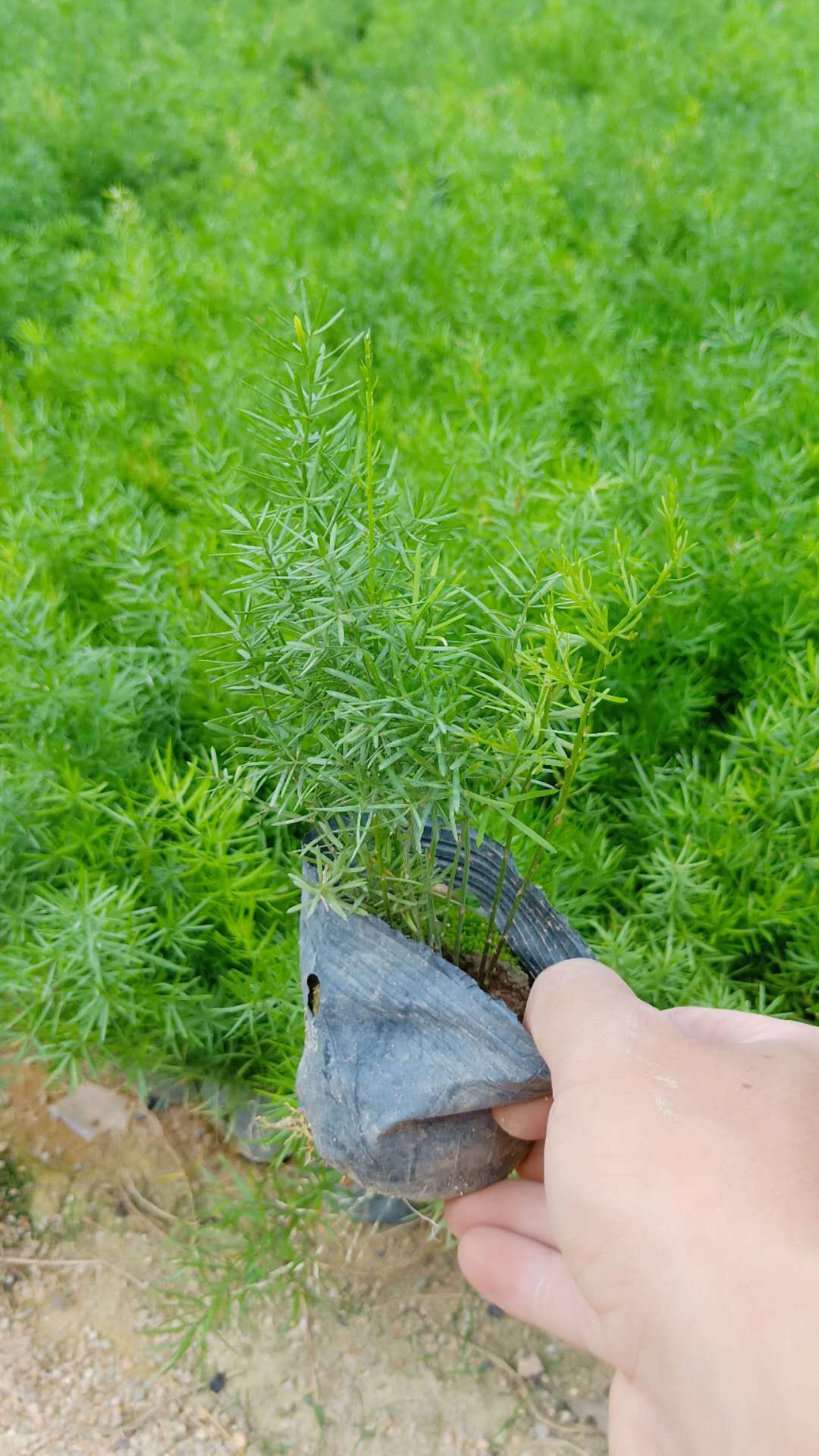 厂家直销绿化苗木 天门冬 丝冬,天冬草,明天冬,非洲天门