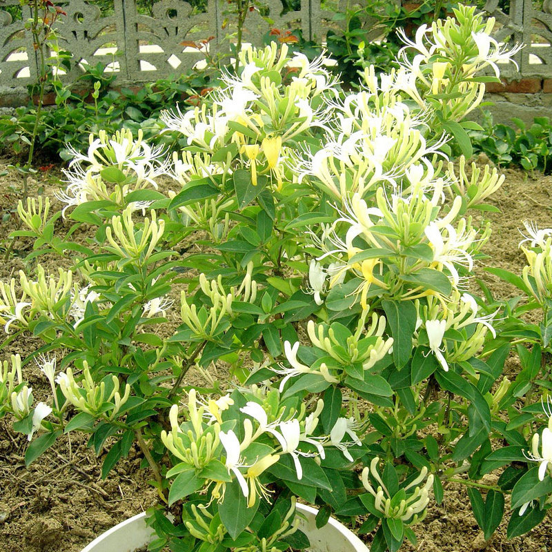 厂家直销供应九丰一号金银花苗 药用美化环保四季金银花苗