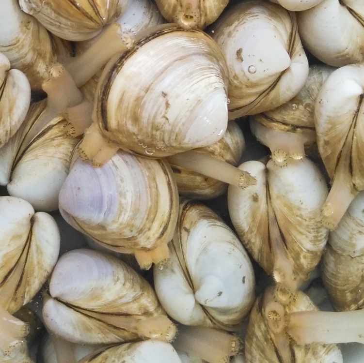 扇贝鲜活新鲜生鲜海鲜水产蒜蓉粉丝大扇贝超大烧烤扇贝肉野生冰鲜