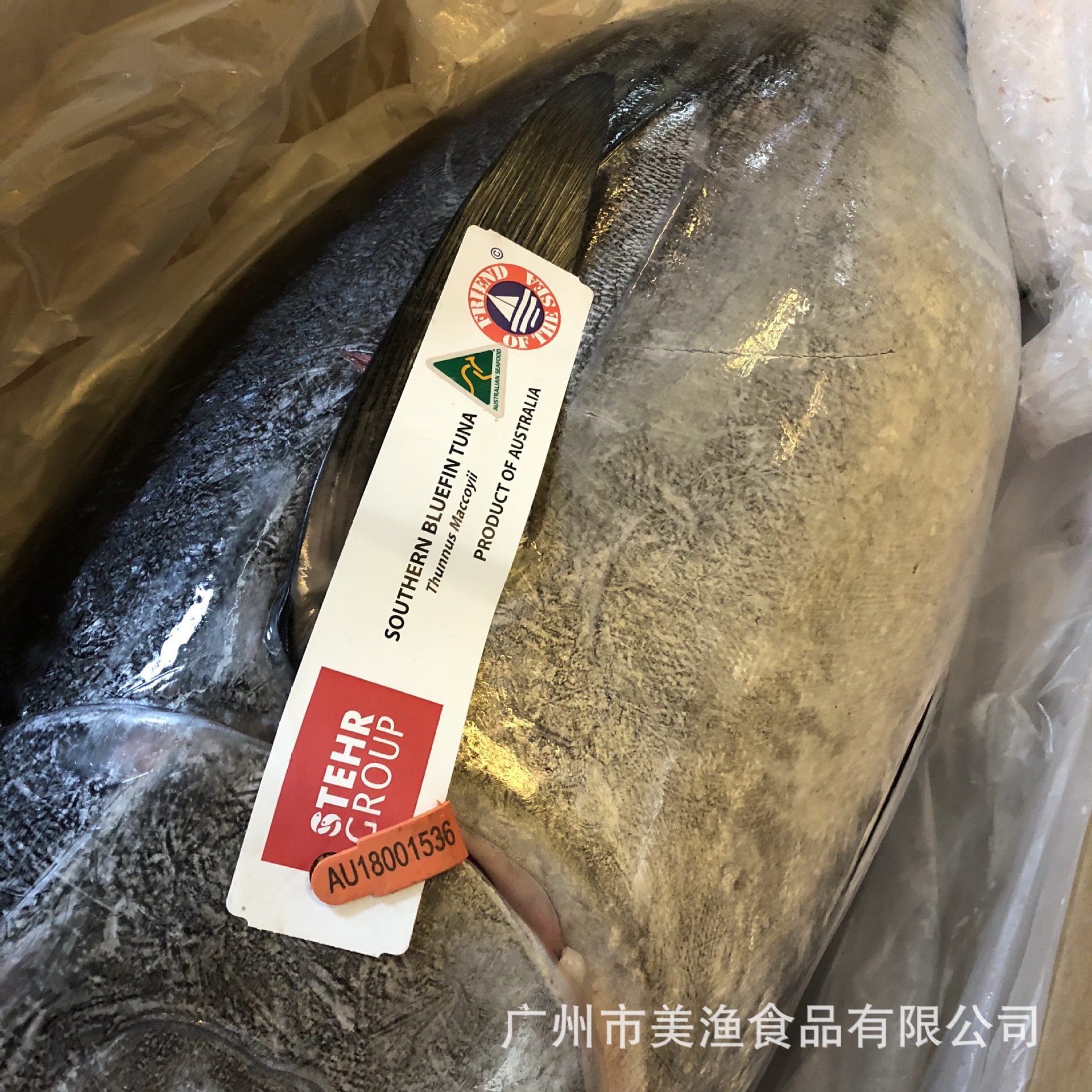 冰鲜金枪鱼澳洲黄鳍整条黄鳍大目金枪鱼店庆用 40-100斤/条需预定