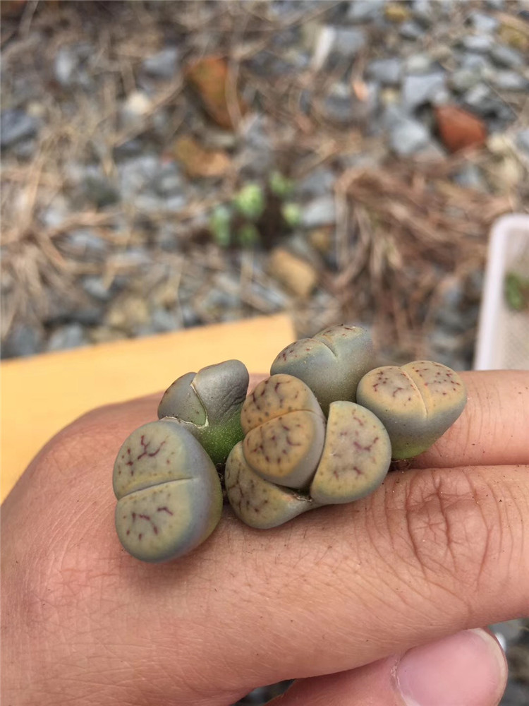 2688多肉植物生石花批发 c77招福玉1-1.5cm多肉屁屁花品种裸根发