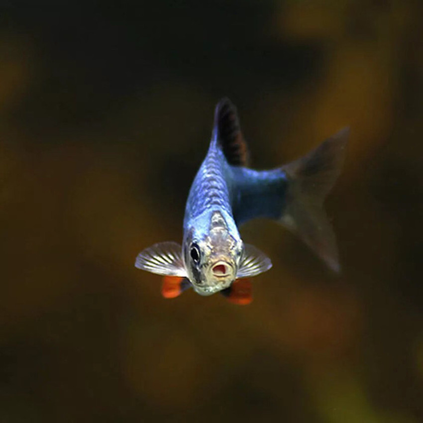 热带观赏鱼批发虎皮鱼绿虎皮蓝皮鱼蓝虎皮金虎皮活体包活