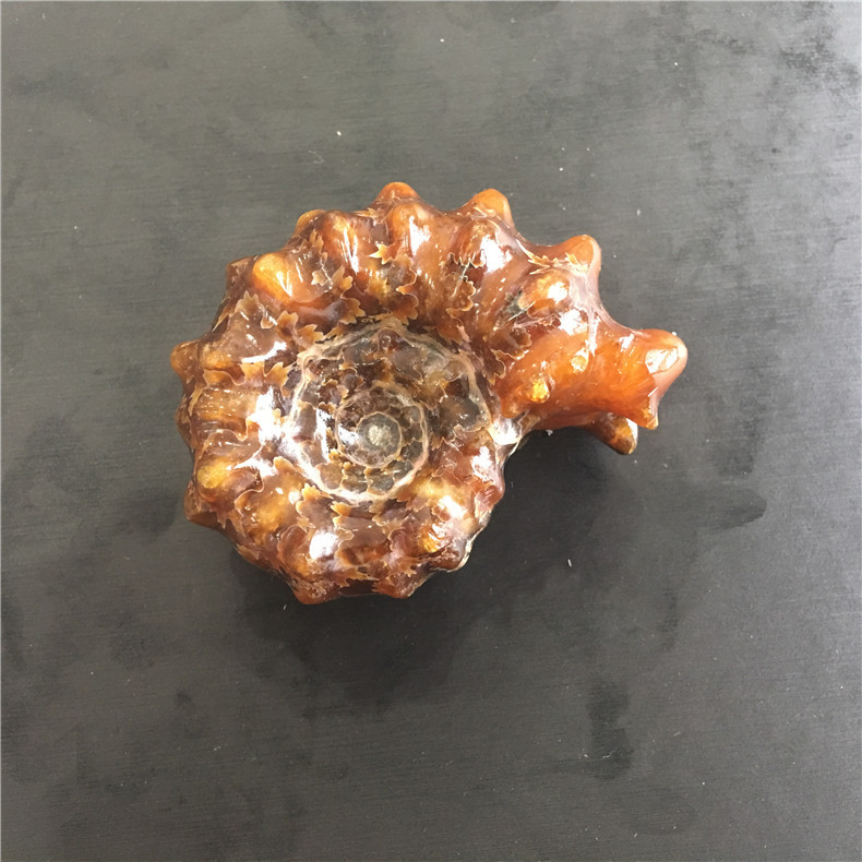 羊角螺把玩 马达加斯加羊角螺摆件 海螺化石