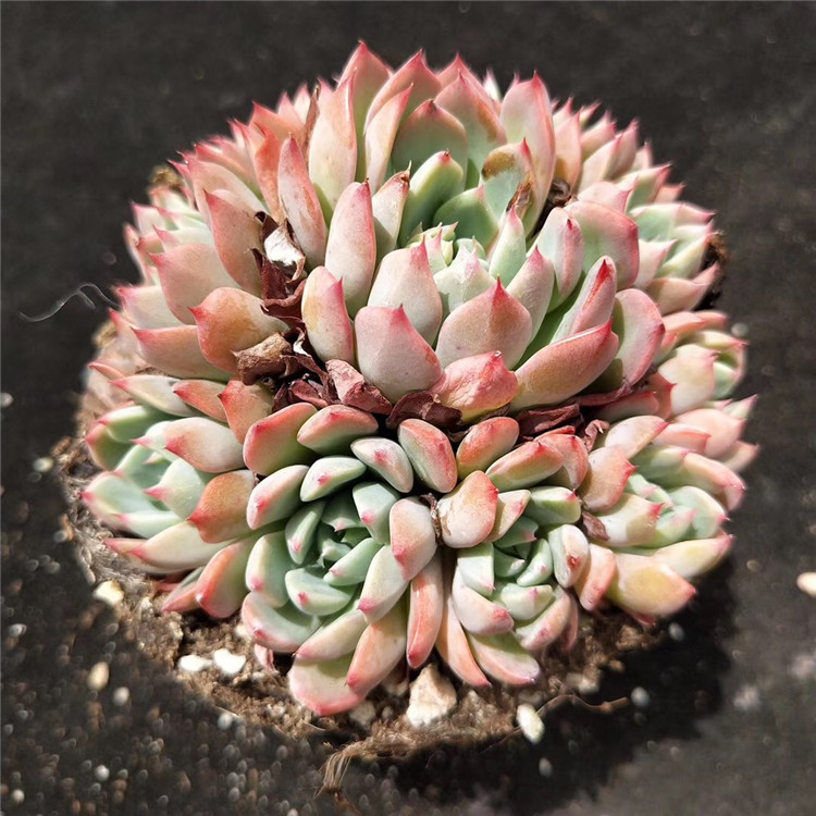 063大棚批发多肉植物娜娜小勾群盆105cm多肉品种状态