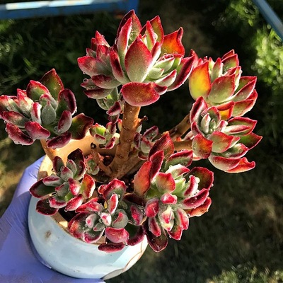 锦晃星老桩 多肉植物 锦晃星状态货大棚批发实拍