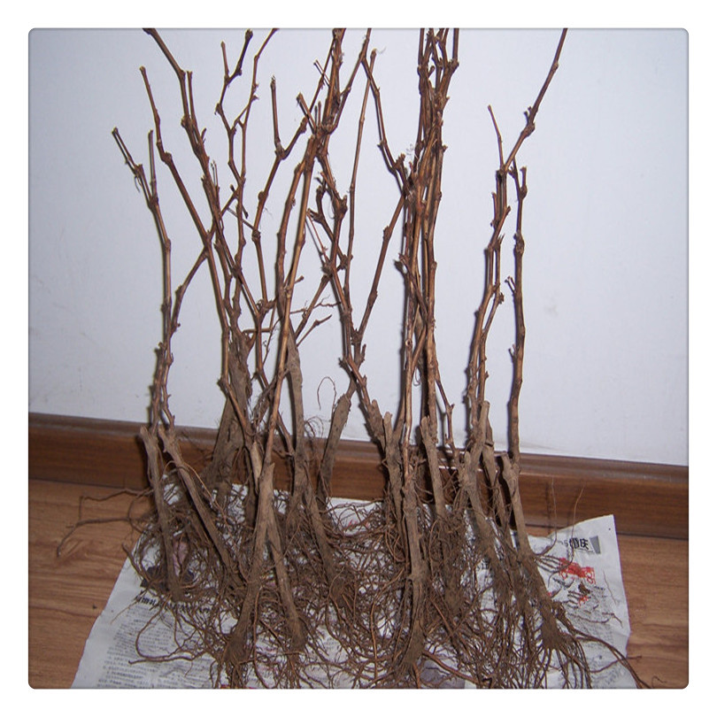 金太阳葡萄树苗图片展示 长期出售金太阳葡萄小苗藤稔葡萄树苗图片