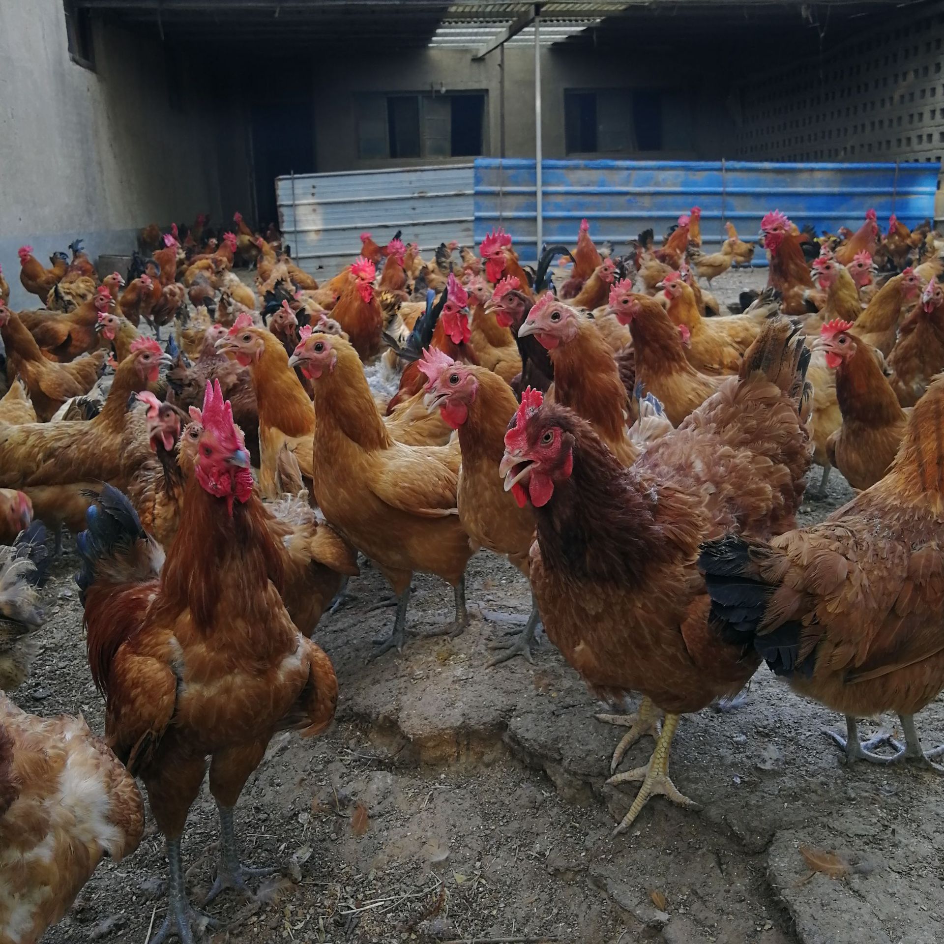 河南农家养殖,笨鸡苗多少钱一只,土鸡苗哪里批发,笨鸡包做疫苗