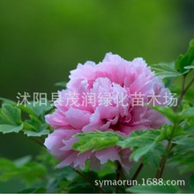 庭院地栽观赏阳台绿植盆栽花卉牡丹 牡丹品种多按品种发货白牡丹