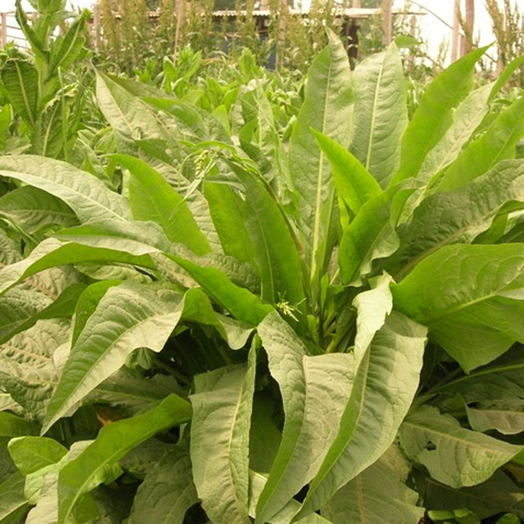 批发供应优质将军菊苣牧草种子 菊苣种子 菊苣包衣 质量保证