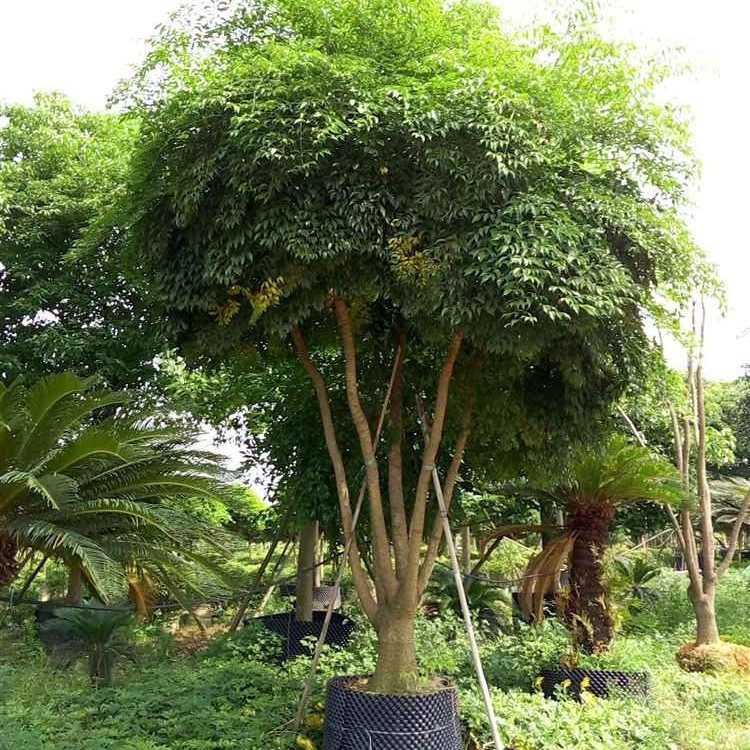 散装新采幸福树种子 盆景植物招财树籽 广伞枫大富贵树幌伞枫种子