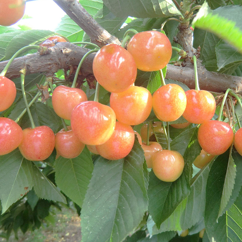 黄水晶樱桃最先产自山东,据说黄水晶樱桃的产量较低,很是娇贵的品种.