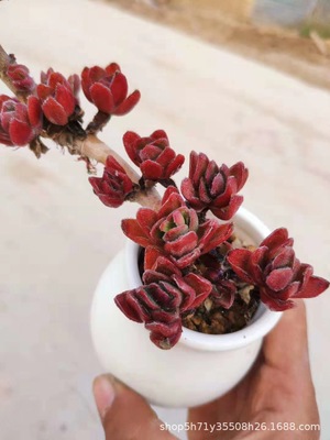 855多肉植物盆栽大棚批发 燕芒老桩群冠幅10cm左右多肉品种裸根发