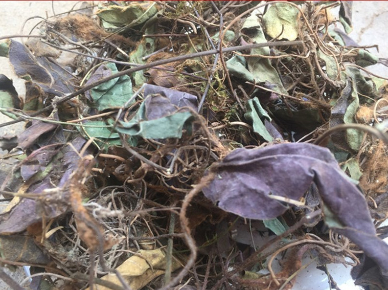 中药材杏香兔耳风兔耳草朝天一支香小一枝箭白眉一柱香扑地毛大丁