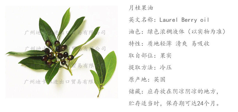 英国初榨月桂果油 laurel berries oil月桂莓油芳疗级100ml起订