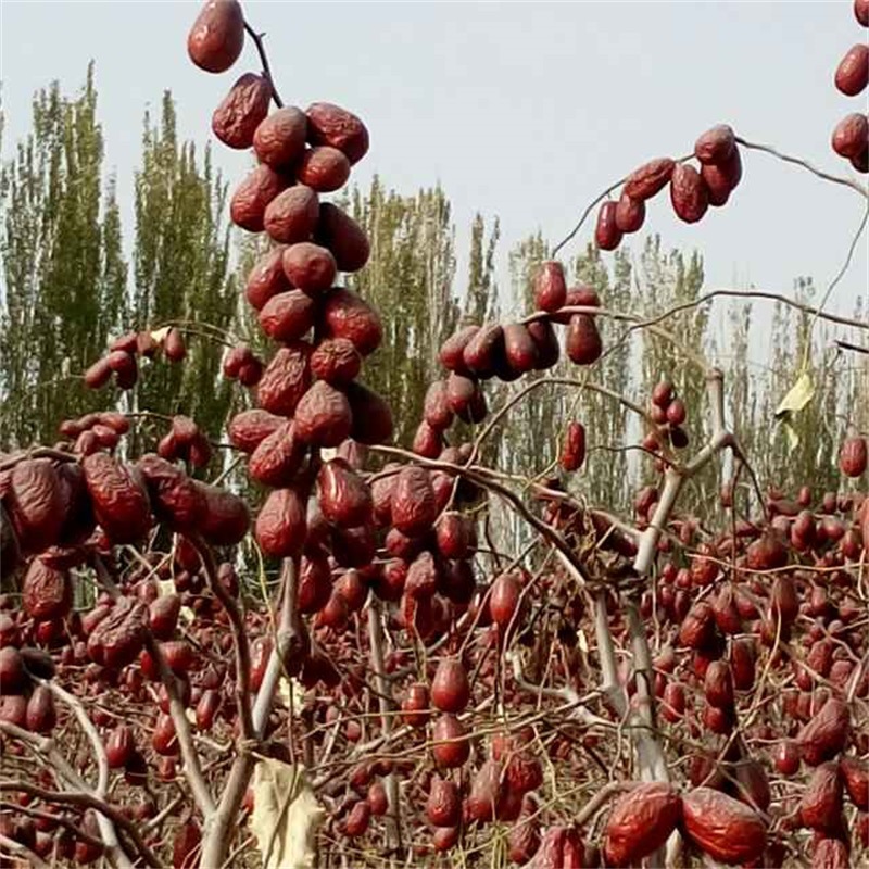 新疆特产沙漠吊干灰枣西域风干原枣子母河红枣初级产品厂家批发价