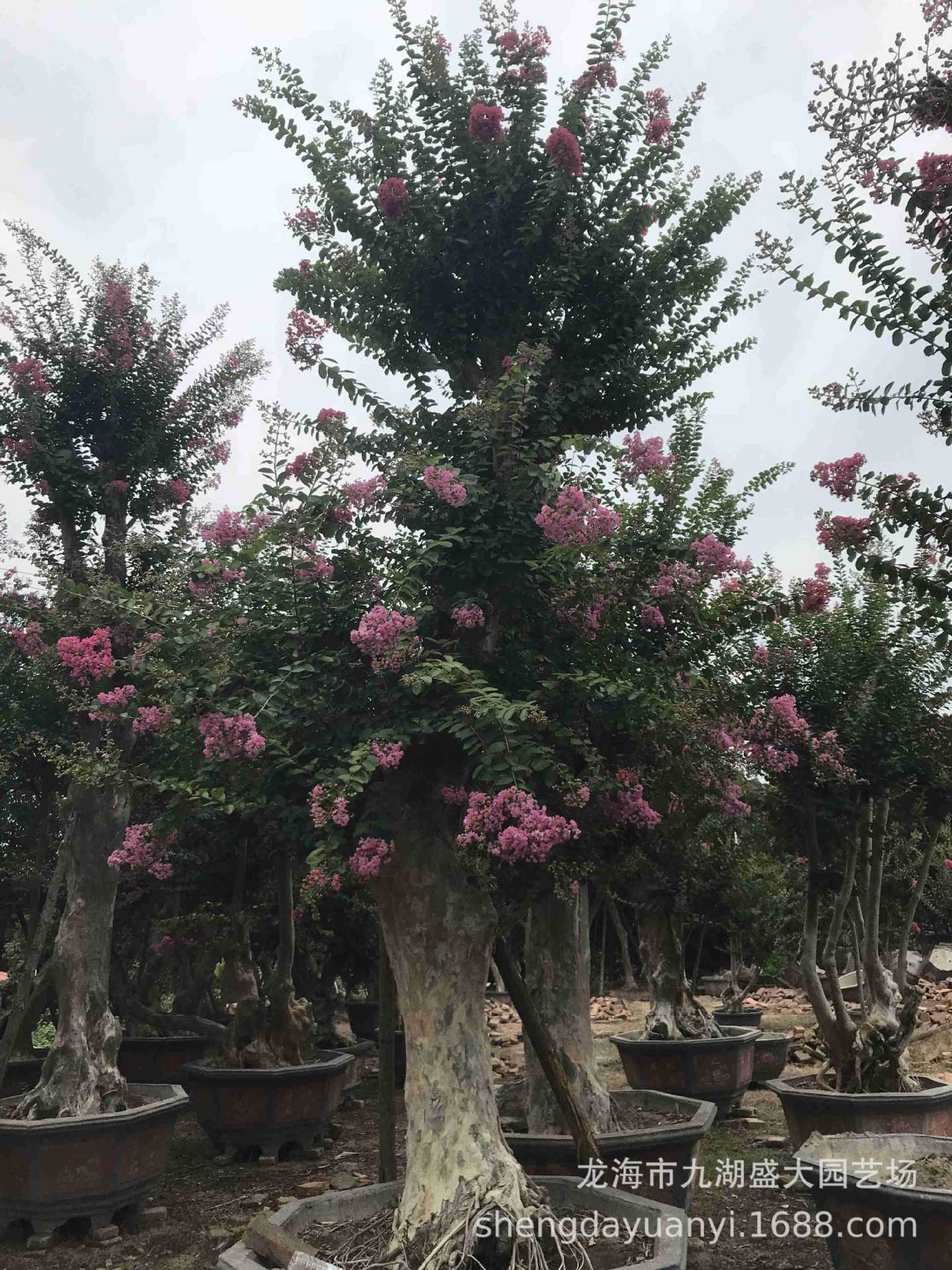 湖南紫薇树桩盆景 江苏紫薇桩头古桩 湖南紫薇老桩 造型紫薇桩景