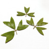 关门草剪叶押花干花叶片天然干花DIY手机壳贺卡书签教学标本批发|ru 关门草剪叶押花干花叶片天然干花DIY手机壳贺卡书签教学标本批发|ru