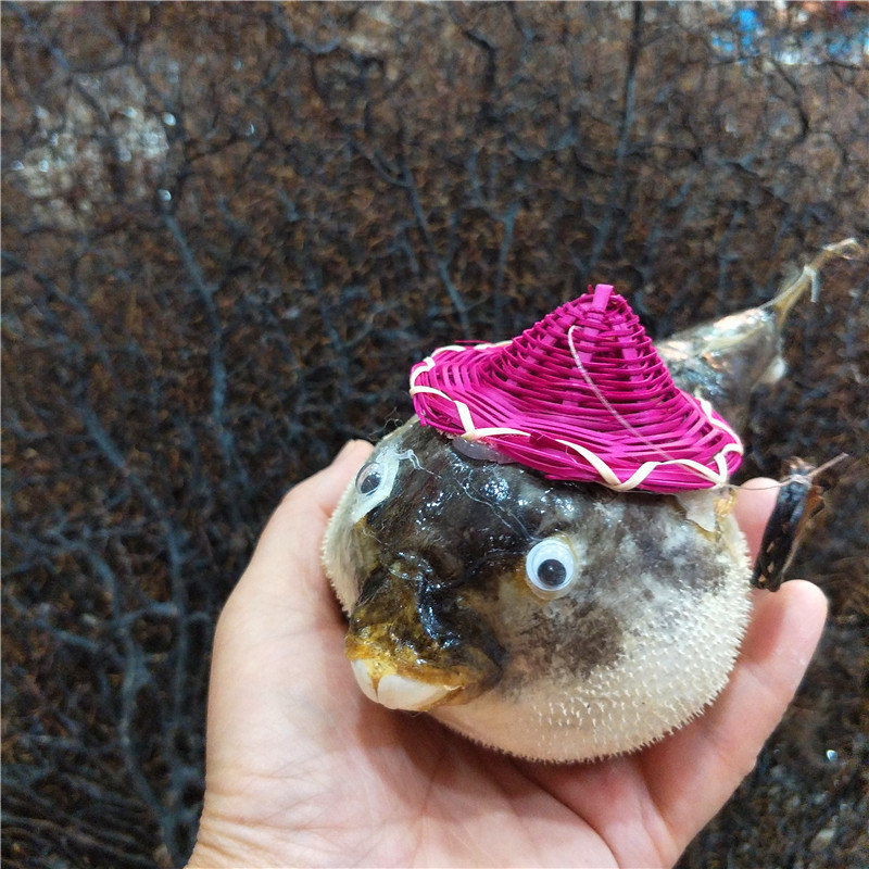 河豚鱼气鼓鱼标本 带竹编帽天然海洋贝壳生物鱼皮 diy时尚装饰