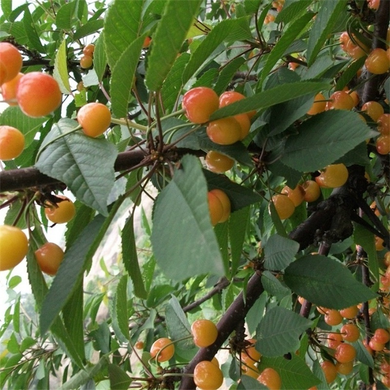 大青叶樱桃苗嫁接砧木高亲和高产量货源足低价格批发现挖樱桃苗