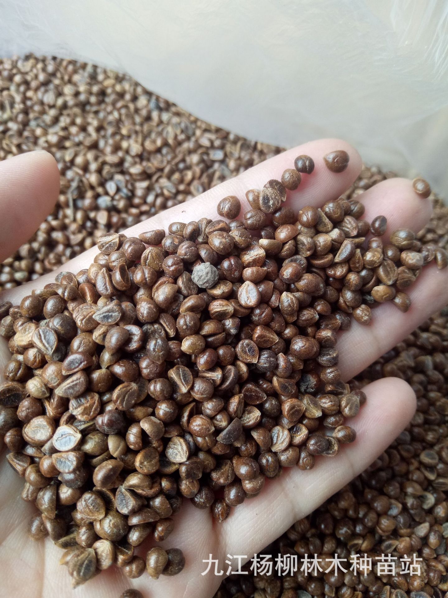 爬山虎种子 爬墙虎种子 爬藤植物种子 庭院阳台攀援 四季易种