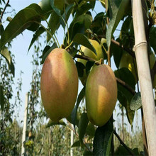 基地供应玉露香梨树苗品种 中熟红梨树苗 适应性好  品质好