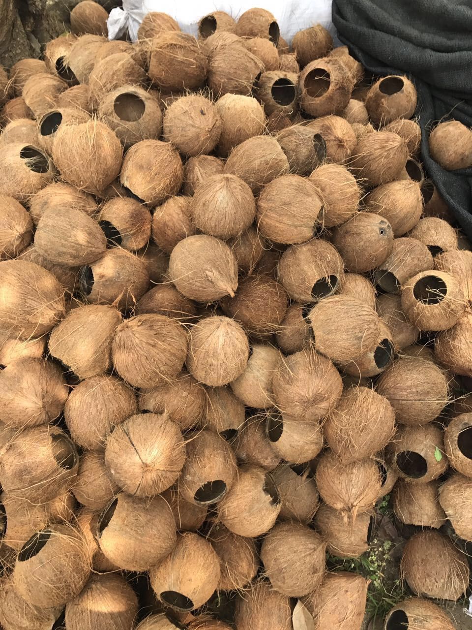 厂家直销 椰子壳毛料工艺品原料